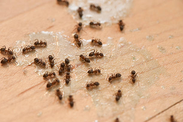 Best Residential Pest Control  in West Dundee, IL